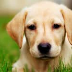 petnostic