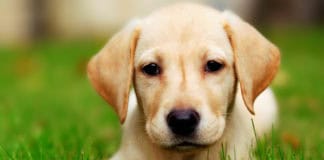 Pet health technology