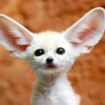 Fennec Fox