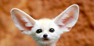 fennec fox