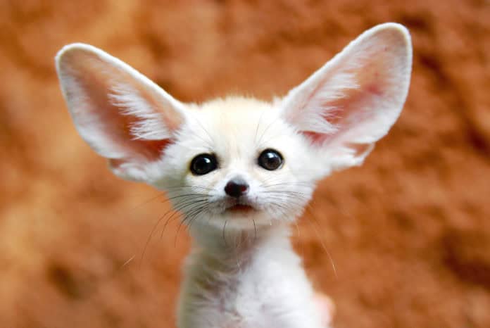 fennec fox