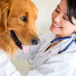 Vet