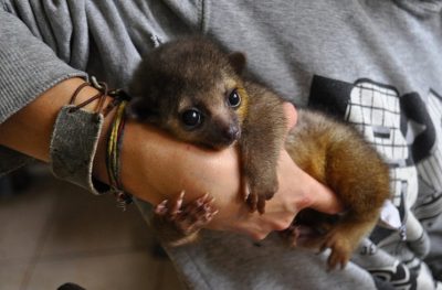 Baby Kinkajou