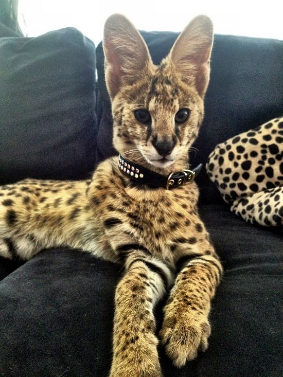 Servals strange animal