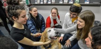 Therapy pets