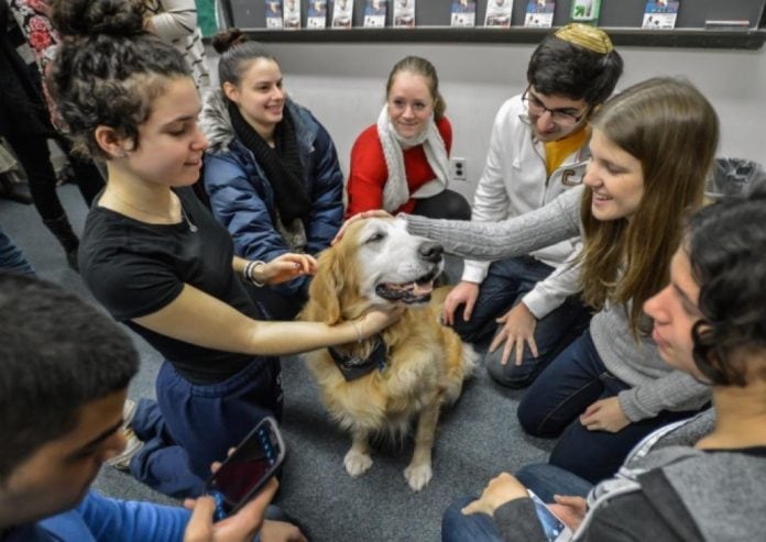 Therapy pets