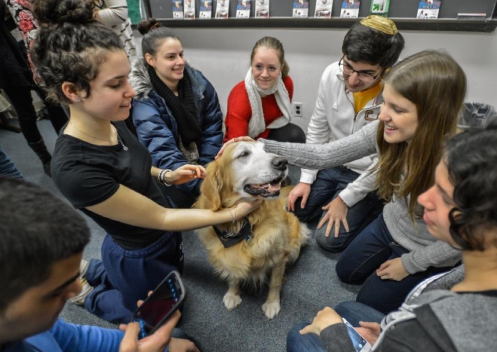 Therapy Animals for College Students | Petsies
