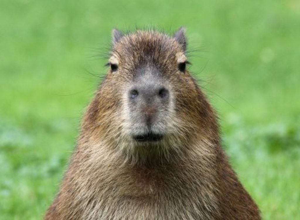 capybara weird looking animals
