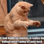 006-funny-cat-meme