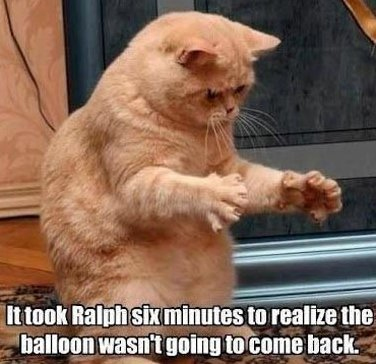 Funny Cat Memes