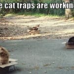 022-funny-cat-meme