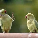 funny_parrot_lgoad