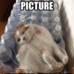 top-30-funny-cat-memes-funny-lol