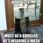 top-30-funny-cat-memes-humor-jokes