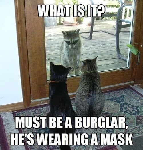 Cat Humor #9