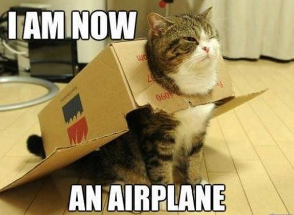 top-30-funny-cat-memes-and-quotes-very-funny Petsies