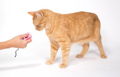 mypetsies reviews