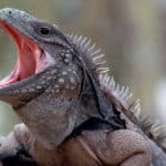 cuban_rock_iguana
