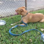 duke-dogpark
