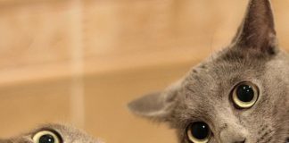 funny cats