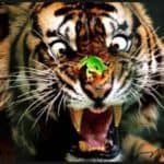 funny-tiger