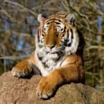 funny-tiger-sticking-its-tongue-out-47138-1920×1200