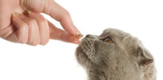 cat treat