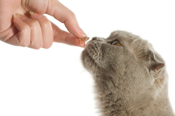 cat treat