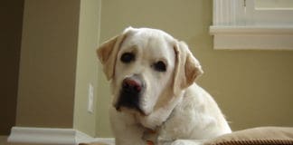 dog at home