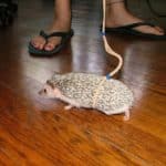 odd_things_on_leashes_13