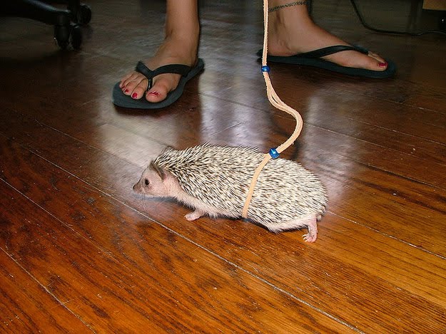 Pets That Should NOT Be On Leashes