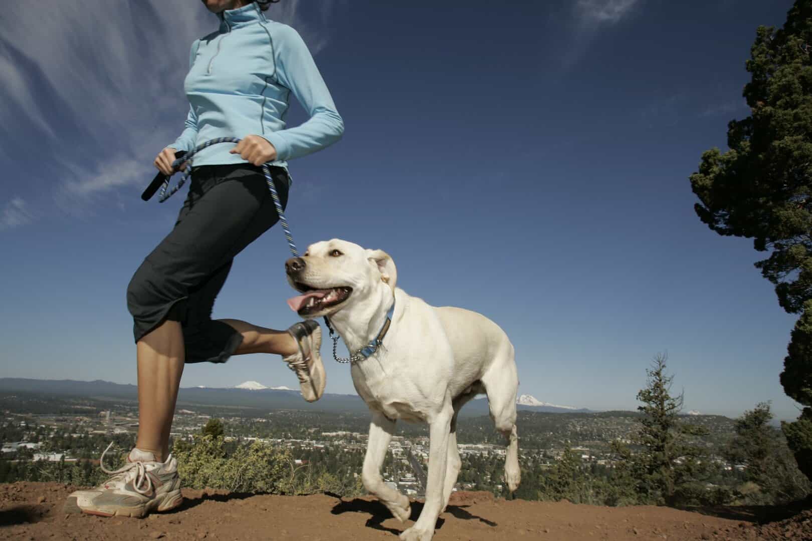 dog jogging 