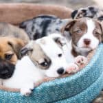 20151218153624-puppies-cute-litter-terrier-bed-adoption-sleeping-friendships-cuddly-canine-pet-happy