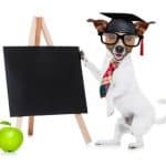 dog-school-canva