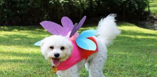 pet costume