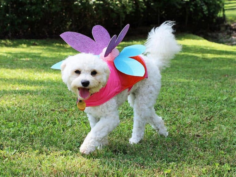 pet costume