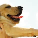 pets-9