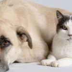 slider-pets-68zwsn7ejx96jdqyqun2qlsbwv8efmtdqino8df26r0