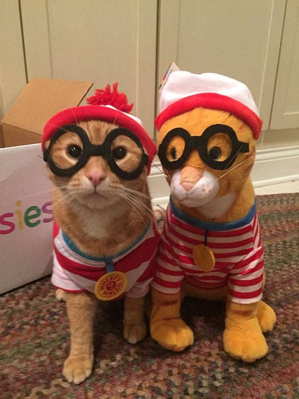 petsies costume