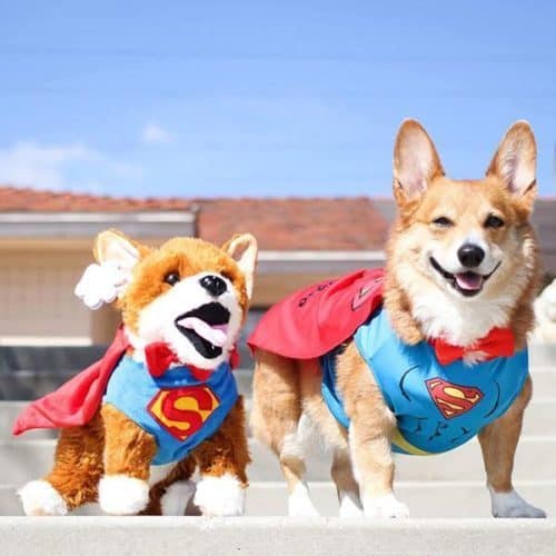 petsies costumes