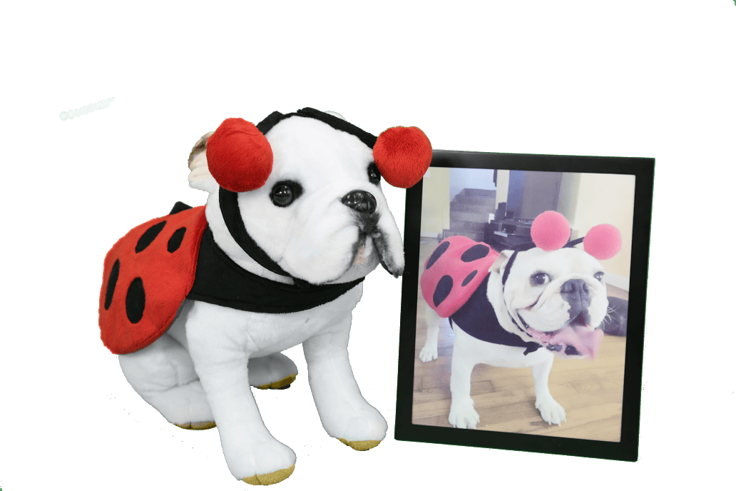 petsies costumes 