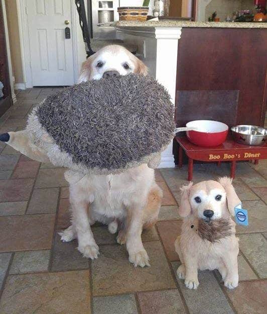 Boo the Dog & His Hedgehog