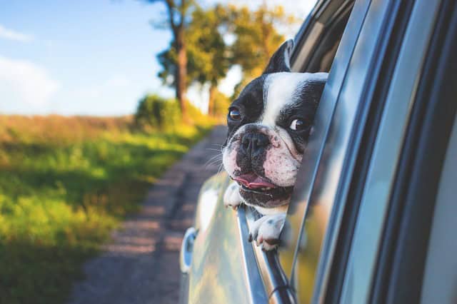 mypetsies reviews