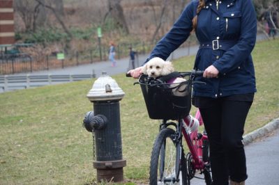 Dog Bike Ride