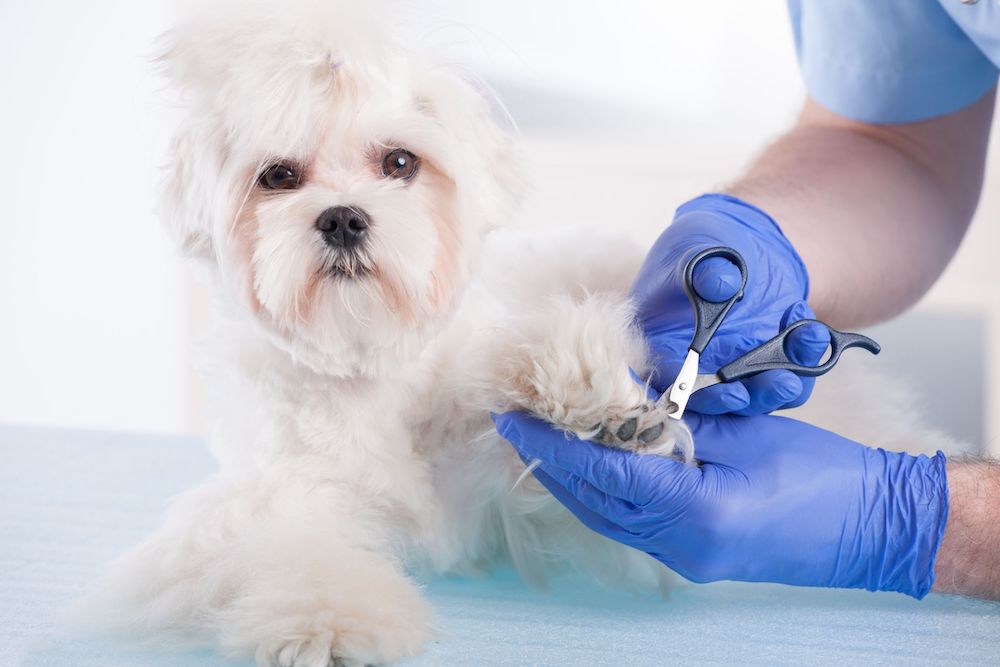 5 Important Tips to Know When Grooming Fido's Nails | Petsies