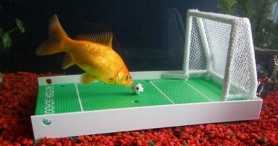 Fish Playing Soccer