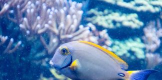 Fish in Tank