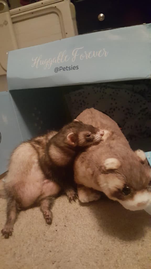 ferret Petsies