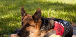 Service Dog