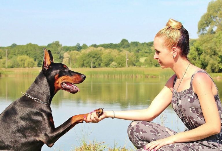 5 Ways to Train Your Dog to be Gentle with Guests